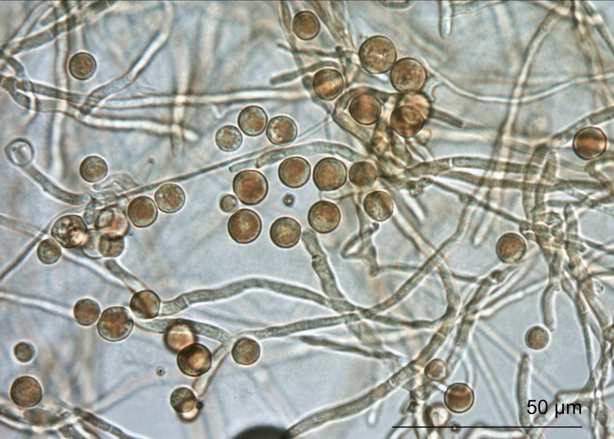 Ramularia sphaeroidea image
