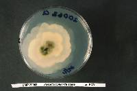 Pseudorobillarda sojae image