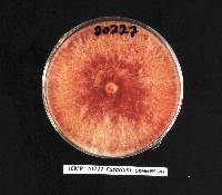 Fusarium culmorum image