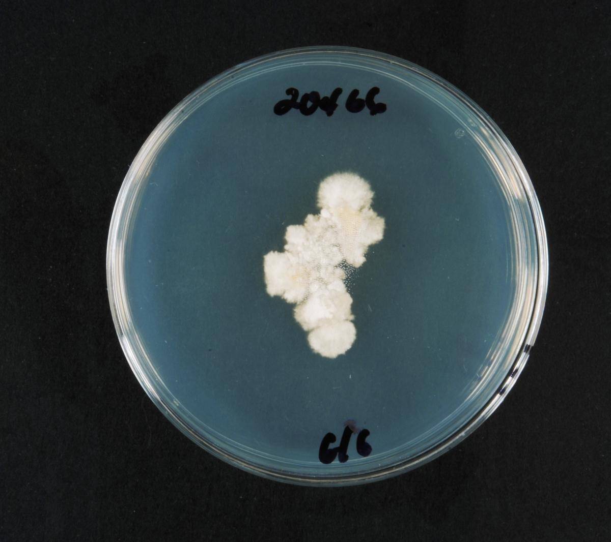 Dacrymyces microsporus image