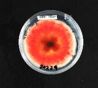 Fusarium tricinctum image