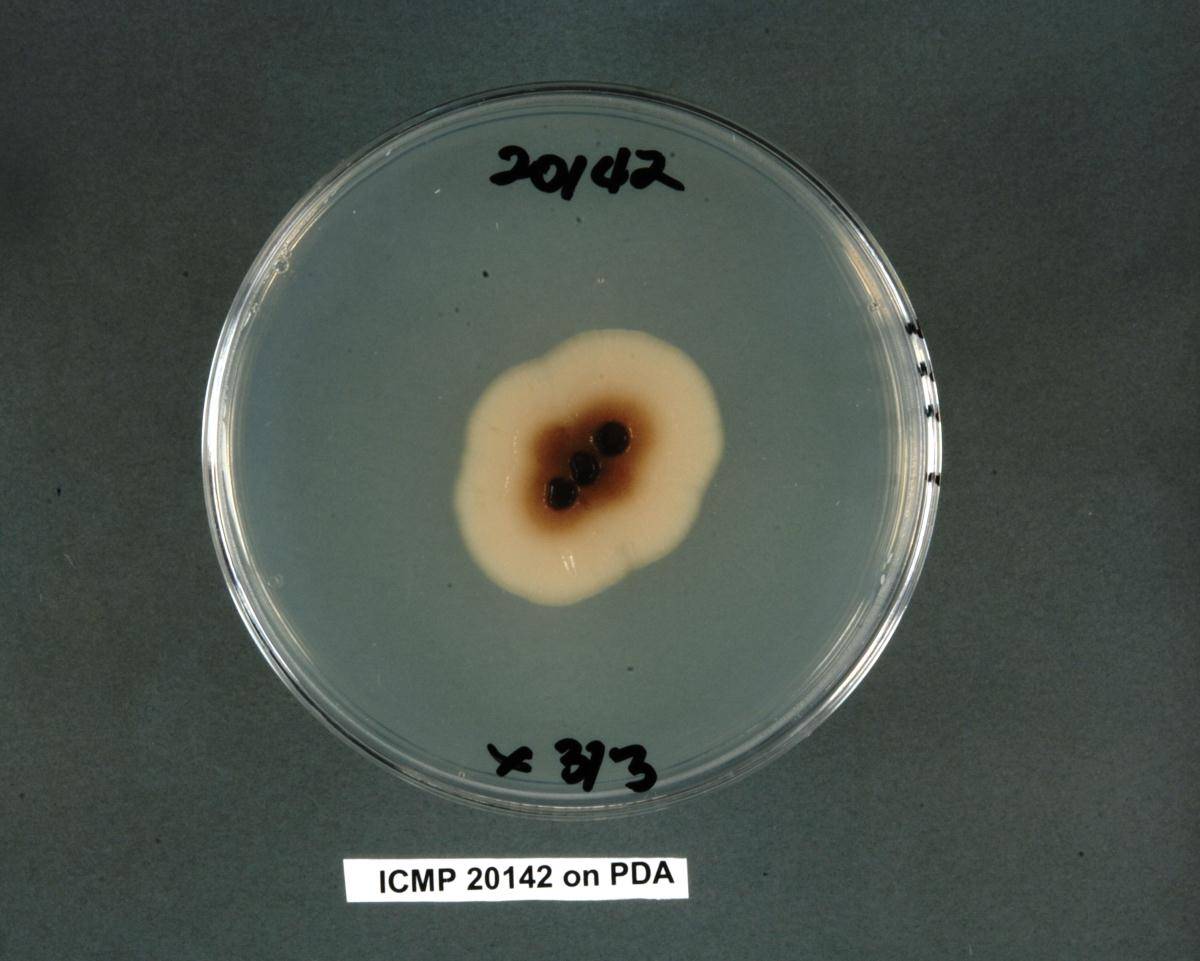 Aureobasidium leucospermi image