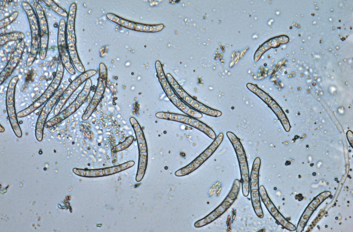 Thelonectria trachosa image