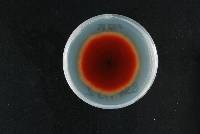 Epicoccum italicum image