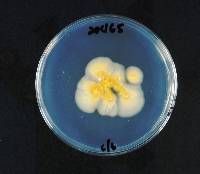 Calocera cornea image