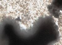 Anthostomella zongluensis image