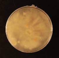 Fusarium oxysporum image