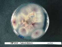 Fusarium fujikuroi image