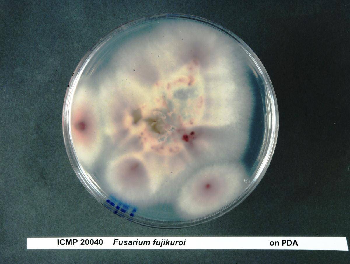 Fusarium fujikuroi image