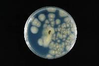 Aspergillus brasiliensis image