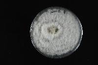 Phomopsis fukushii image