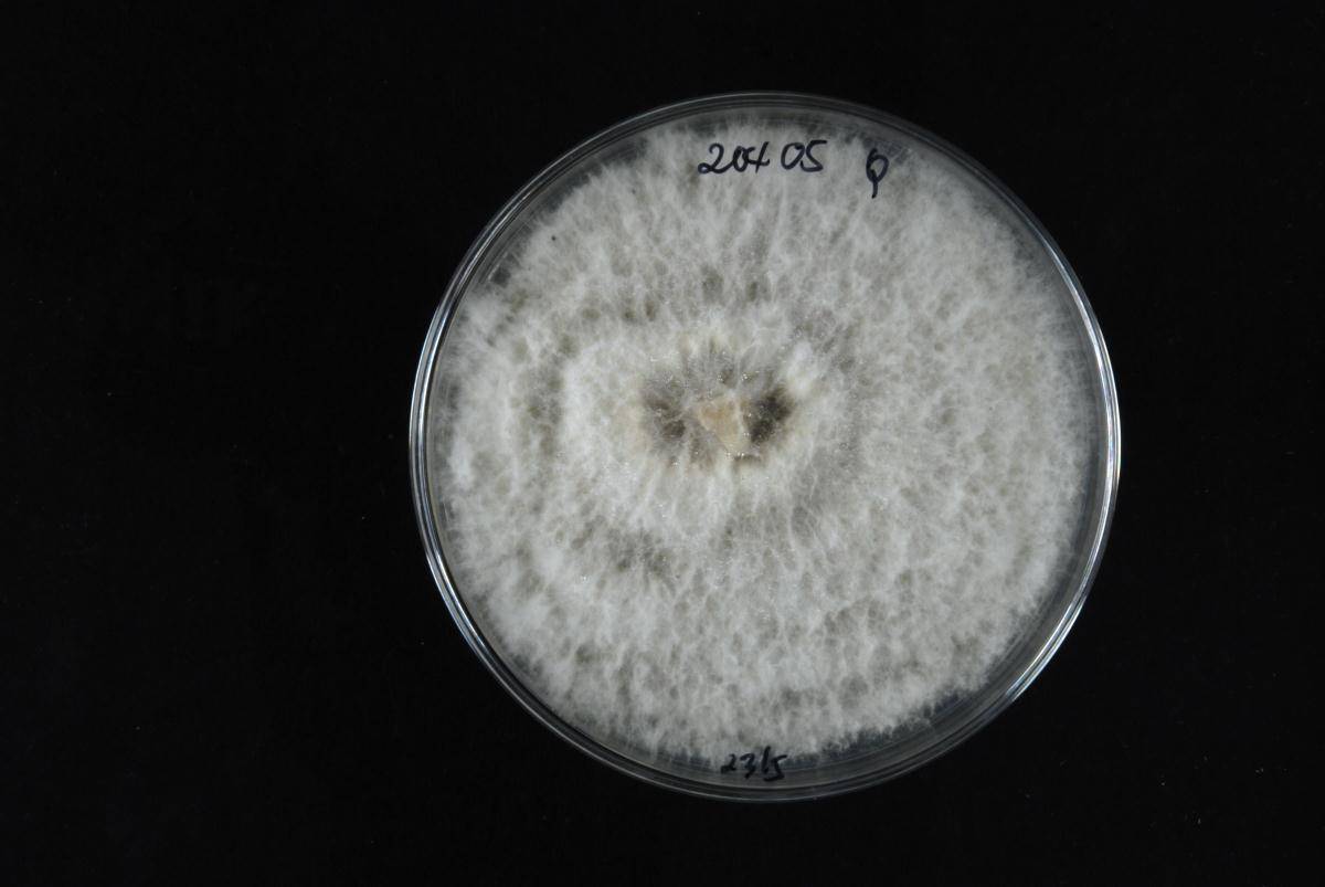 Phomopsis fukushii image
