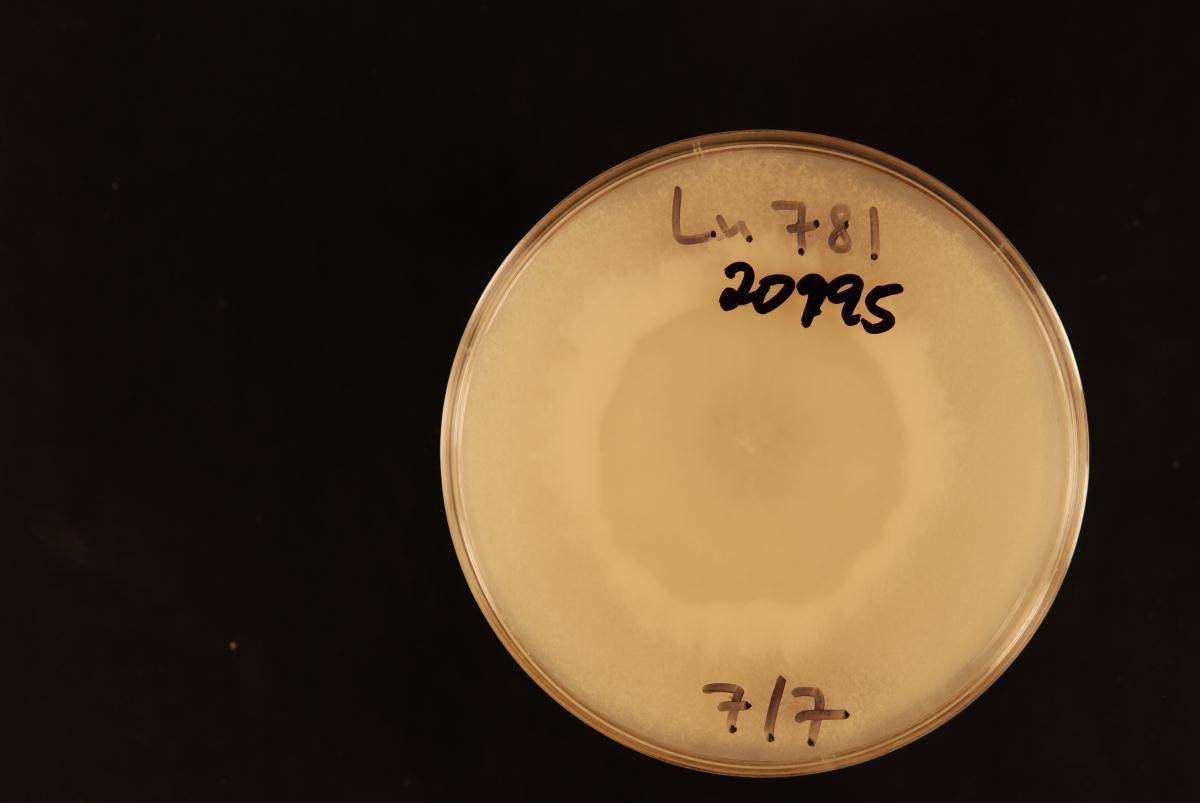 Trichoderma gamsii image