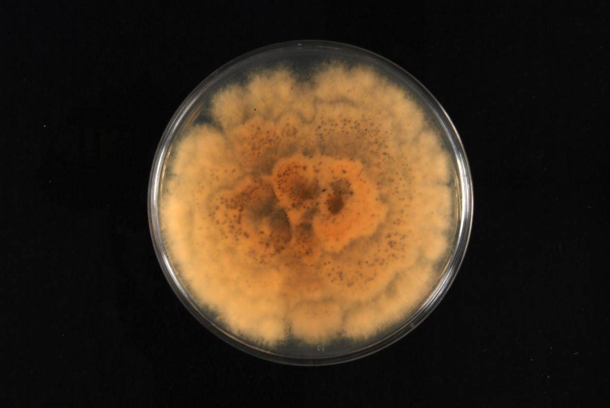 Pestalotiopsis foedans image