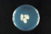 Rhodocollybia butyracea image
