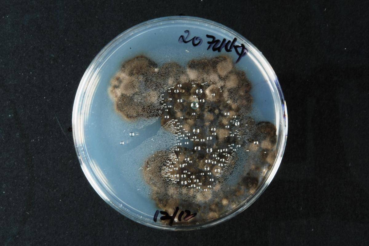 Stigmatodiscus tamaricis image