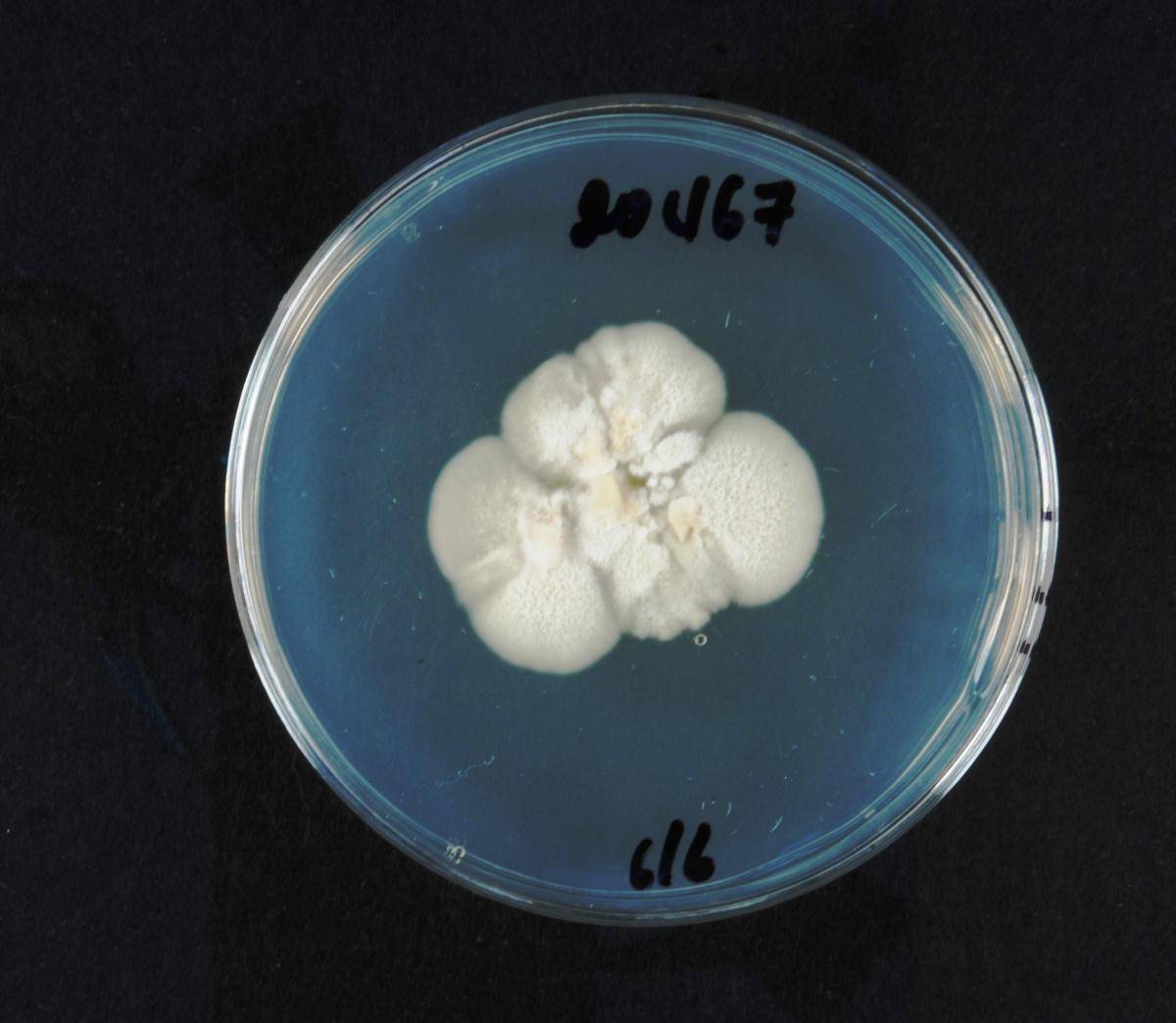 Dacrymyces microsporus image