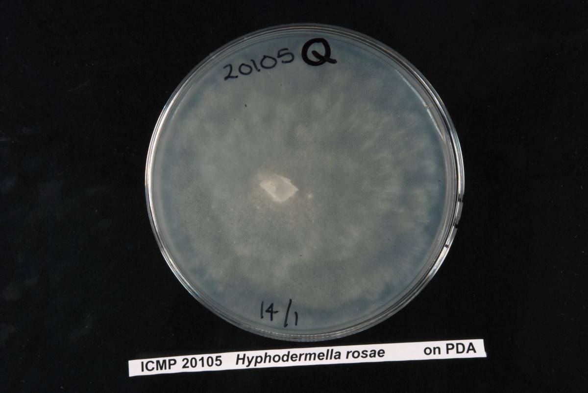 Hyphodermella rosae image