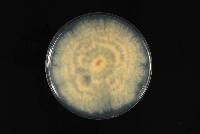Phomopsis fukushii image