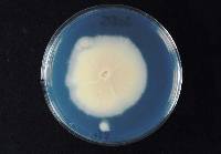 Itersonilia perplexans image