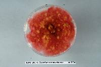 Fusarium crookwellense image