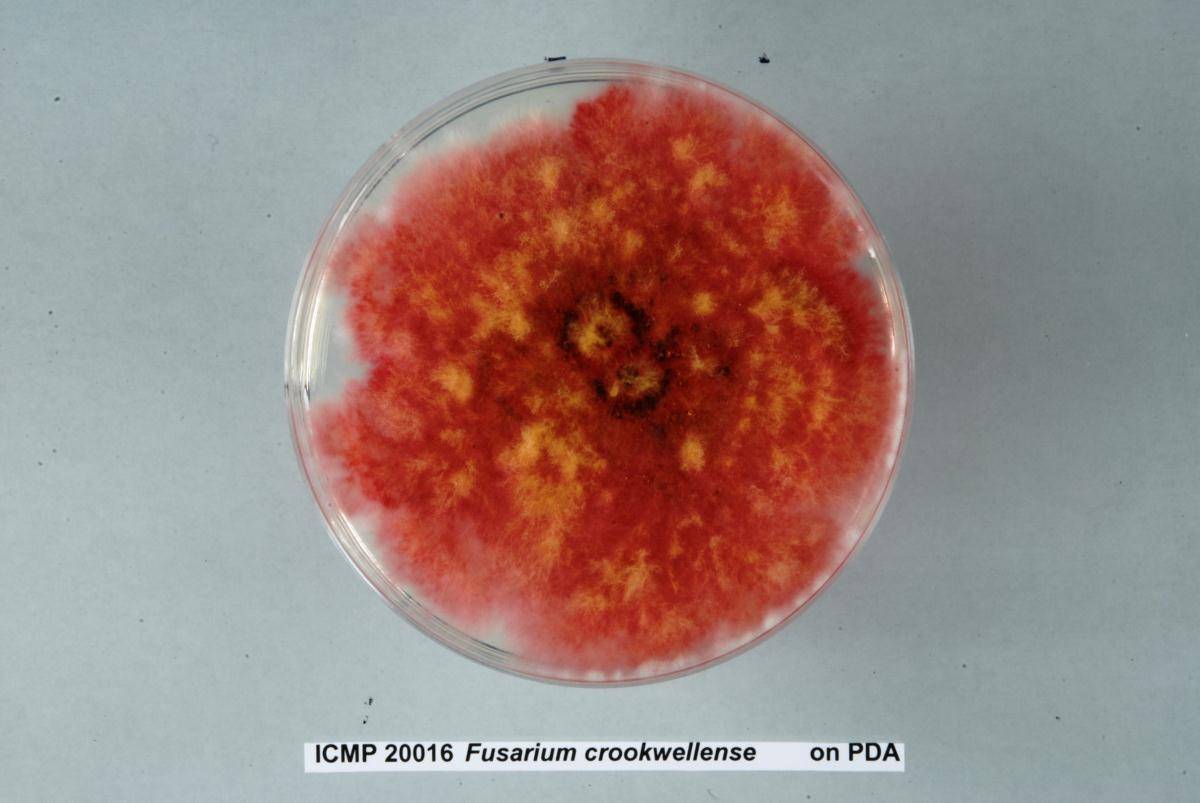 Fusarium crookwellense image