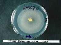 Chaetospermum camelliae image