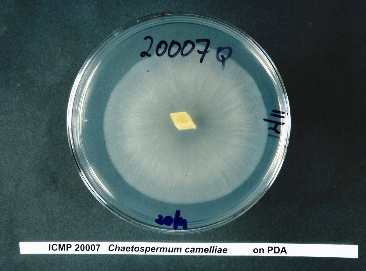 Chaetospermum camelliae image