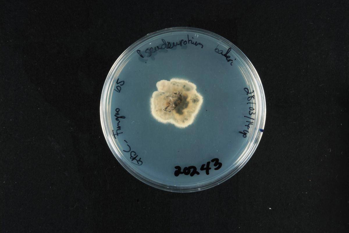 Pseudeurotium bakeri image