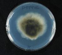 Image of Neofusicoccum parvum
