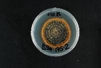 Epicoccum italicum image