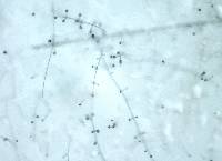 Lecanicillium lecanii image