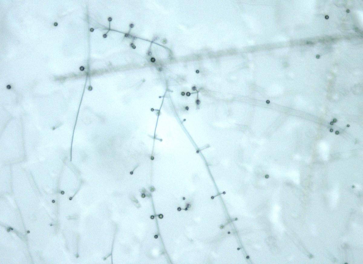 Lecanicillium lecanii image