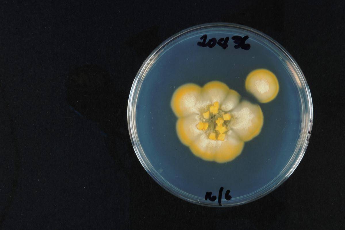 Dacrymyces parastenosporus image