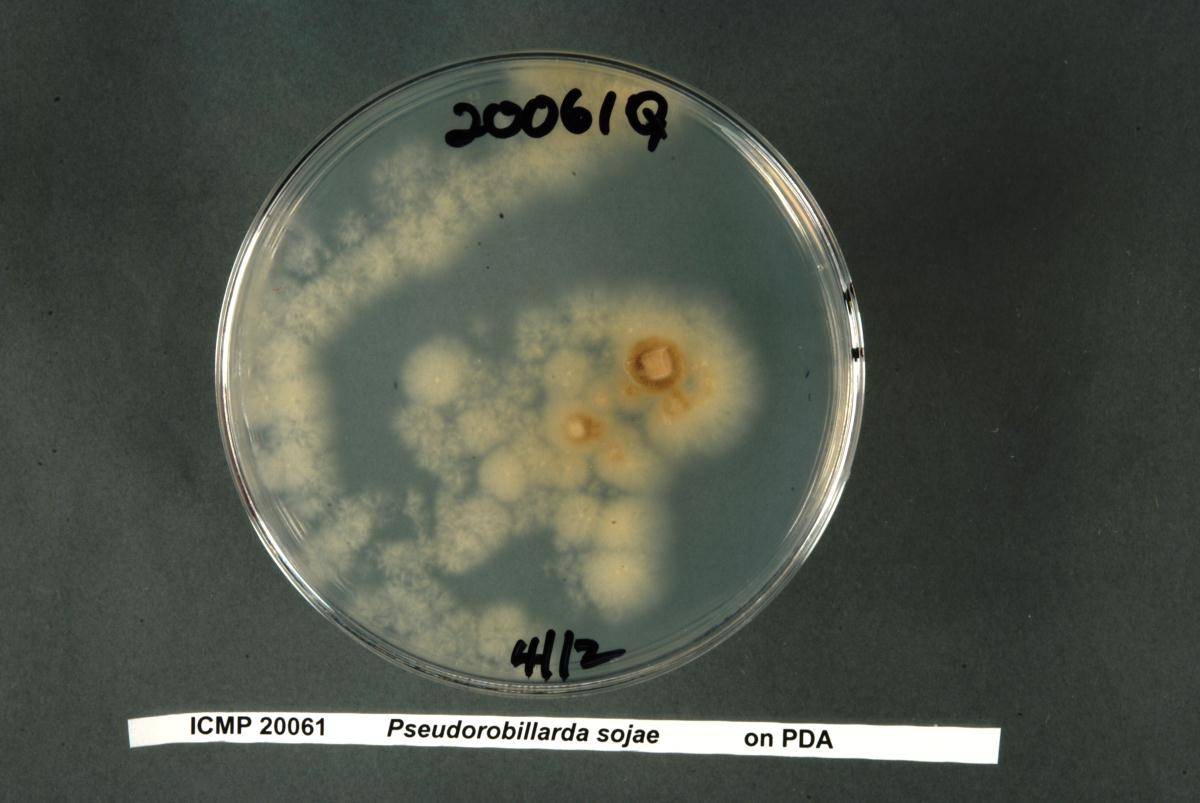 Pseudorobillarda sojae image