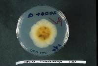 Pseudorobillarda sojae image