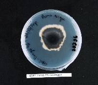 Boeremia exigua image