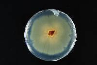 Aspergillus flavus image