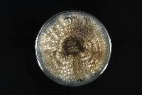 Phomopsis fukushii image