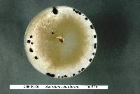 Sclerotinia sclerotiorum image