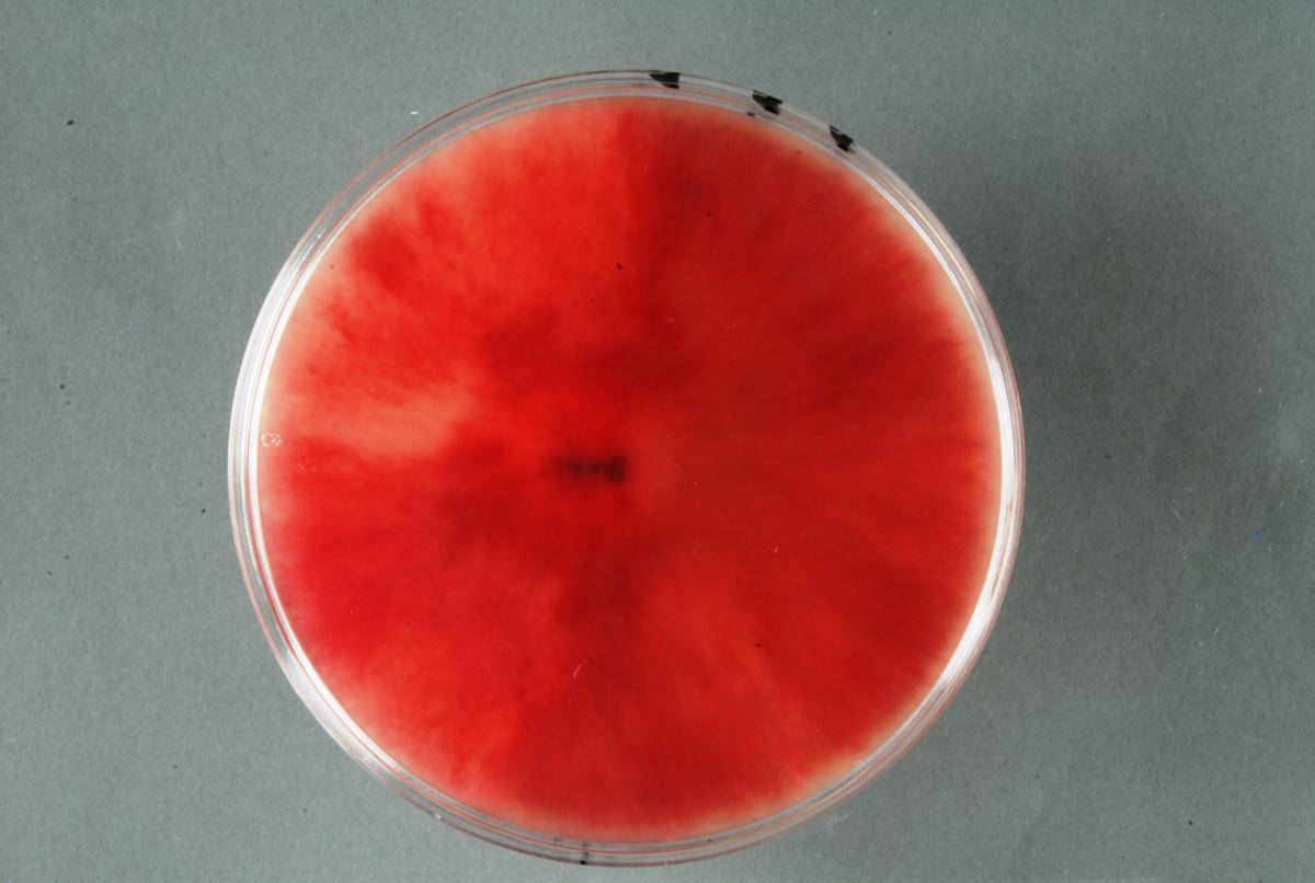 Fusarium poae image