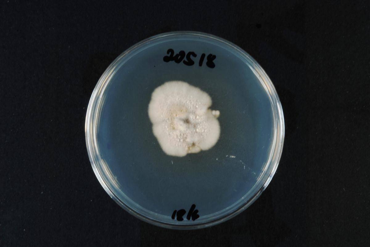 Pleurella ardesiaca image