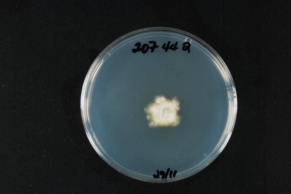 Stigmatodiscaceae image