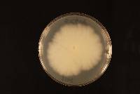 Coprinopsis cordispora image