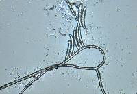 Thelonectria trachosa image