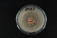 Colletotrichum acutatum image