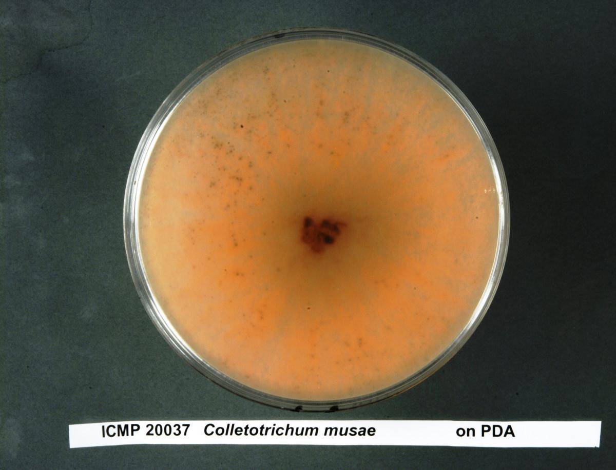 Colletotrichum musae image