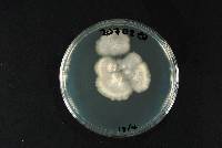 Anthostomella rubicola image