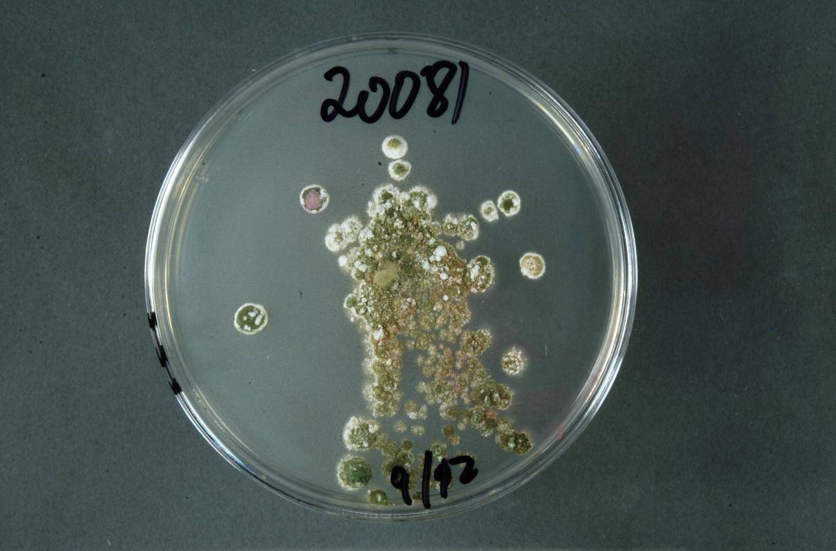 Metarhizium flavoviride var. novozealandicum image