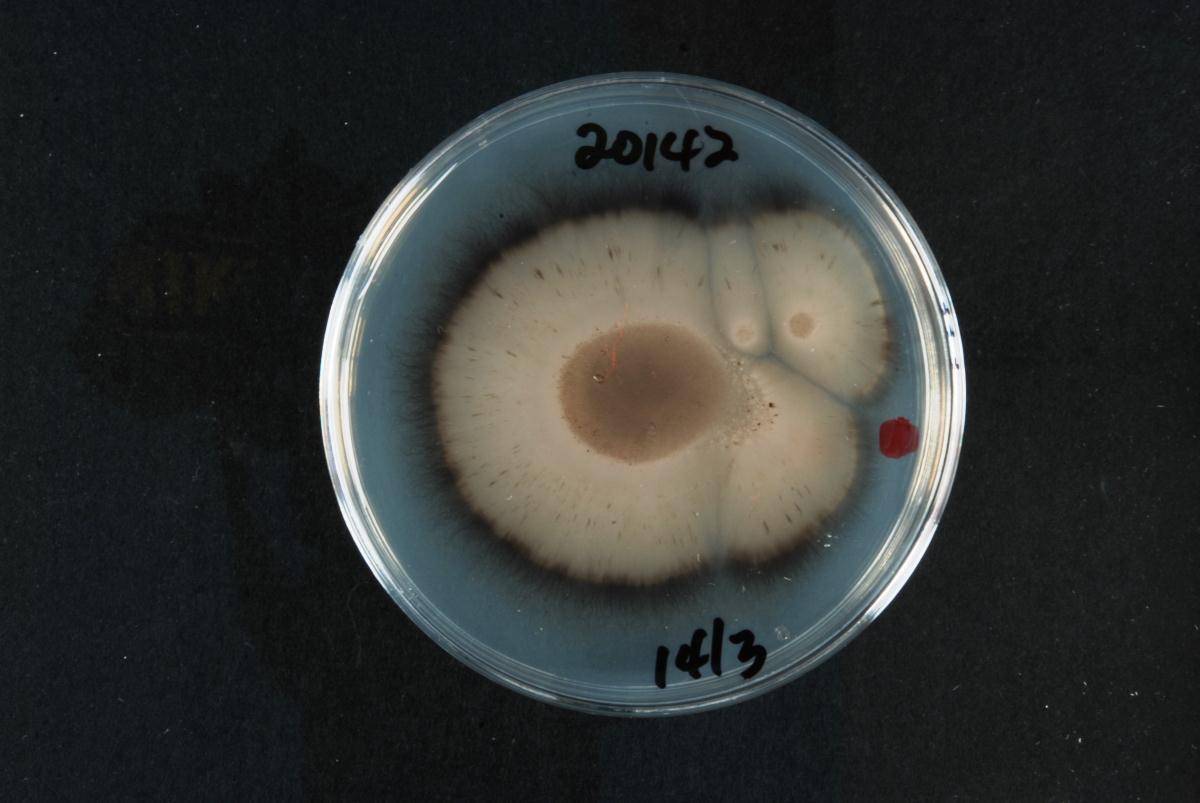 Aureobasidium leucospermi image